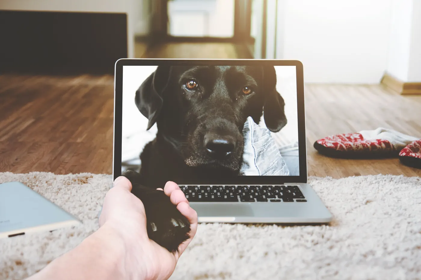 Evde köpek bakıcılığı: laptop ekranındaki köpek ve uzanan pati