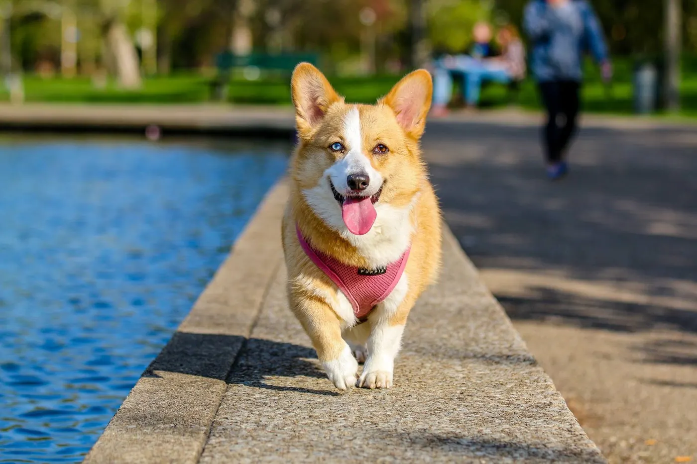 Esenyurt köpek gezdirme: yürüyüşte neşeli bir corgi