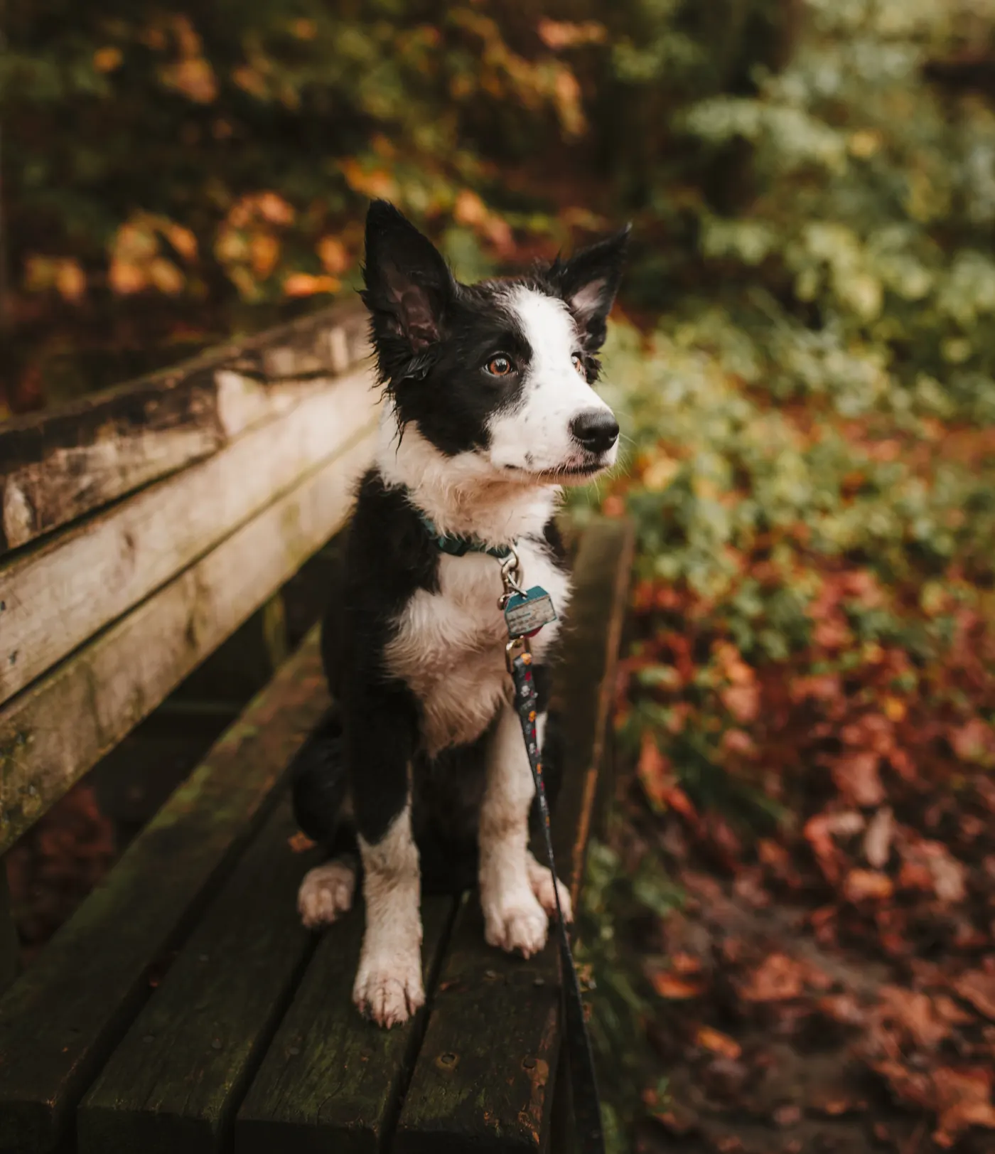 Sonbahar yapraklarının arasında bankta oturan border collie yavrusu