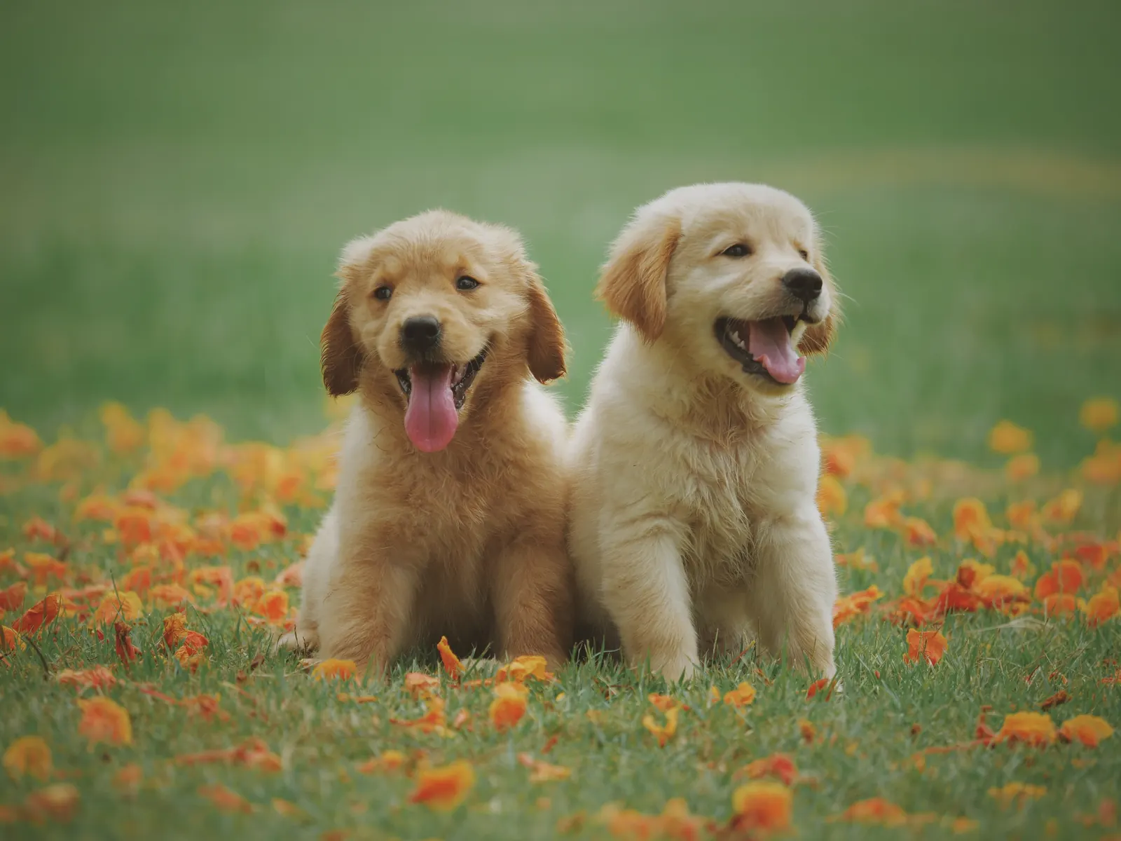 Çimlerde mutlu iki golden retriever yavrusu