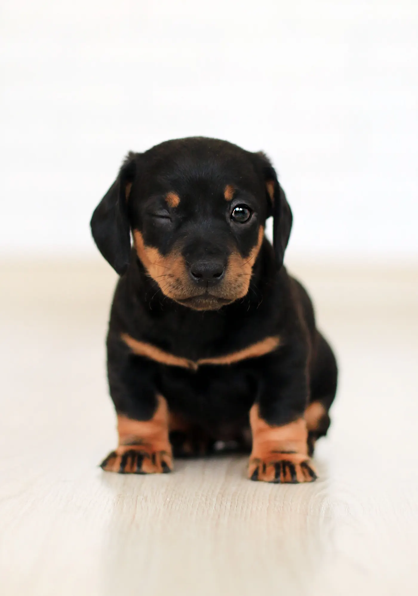 Göz kırpan sevimli bir dachshund yavrusu